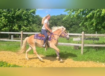 Haflinger / Avelignese, Giumenta, 4 Anni, 148 cm, Sauro