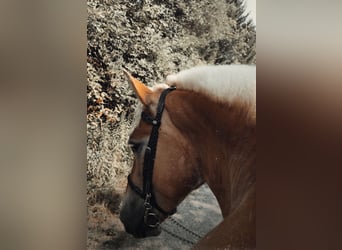 Haflinger / Avelignese, Giumenta, 4 Anni, 149 cm, Baio chiaro
