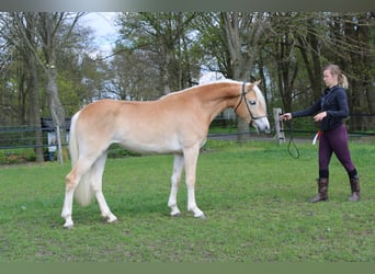 Haflinger / Avelignese, Giumenta, 4 Anni, 150 cm
