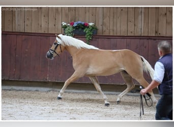 Haflinger / Avelignese, Giumenta, 4 Anni, 150 cm, Palomino