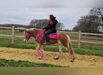 Haflinger / Avelignese, Giumenta, 4 Anni, 150 cm, Sauro