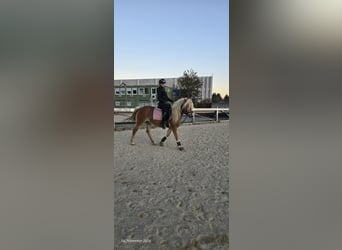 Haflinger / Avelignese, Giumenta, 4 Anni, 150 cm, Sauro ciliegia