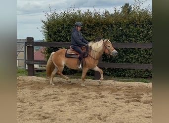 Haflinger / Avelignese, Giumenta, 4 Anni, 151 cm, Sauro