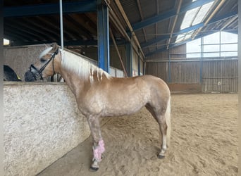 Haflinger / Avelignese, Giumenta, 4 Anni, 152 cm, Falbo