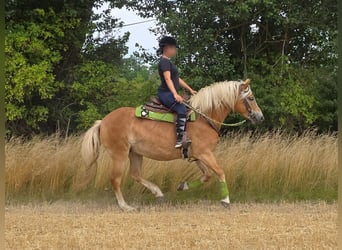 Haflinger / Avelignese, Giumenta, 4 Anni, 152 cm, Sauro