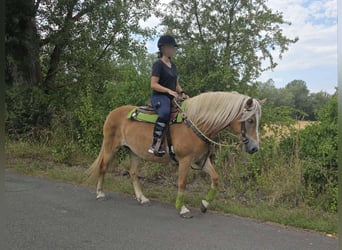 Haflinger / Avelignese, Giumenta, 4 Anni, 152 cm, Sauro