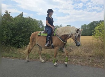 Haflinger / Avelignese, Giumenta, 4 Anni, 152 cm, Sauro