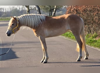 Haflinger / Avelignese, Giumenta, 4 Anni, 153 cm, Palomino