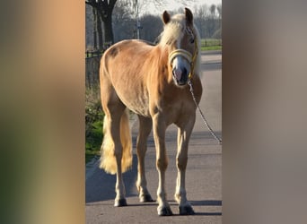 Haflinger / Avelignese, Giumenta, 4 Anni, 153 cm, Palomino