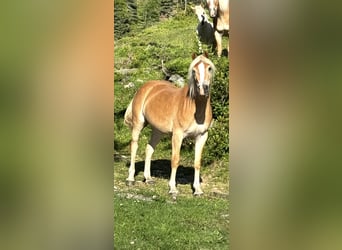 Haflinger / Avelignese, Giumenta, 4 Anni, Sauro