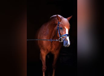 Haflinger / Avelignese, Giumenta, 5 Anni, 145 cm, Sauro