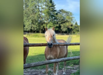 Haflinger / Avelignese, Giumenta, 5 Anni, 146 cm, Sauro