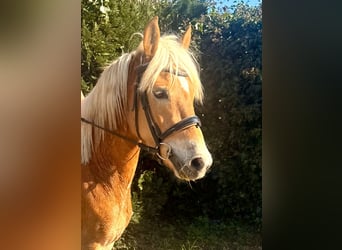 Haflinger / Avelignese, Giumenta, 5 Anni, 147 cm, Sauro