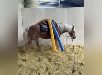 Haflinger / Avelignese, Giumenta, 5 Anni, 148 cm