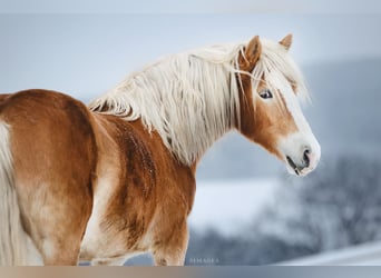 Haflinger / Avelignese, Giumenta, 5 Anni, 148 cm, Sauro