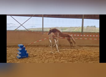 Haflinger / Avelignese, Giumenta, 5 Anni, 151 cm, Sauro