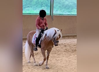Haflinger / Avelignese, Giumenta, 5 Anni, 151 cm, Sauro