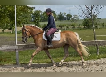 Haflinger / Avelignese, Giumenta, 5 Anni, 152 cm, Sauro