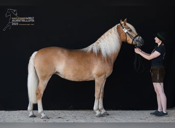 Haflinger / Avelignese, Giumenta, 5 Anni, 153 cm, Sauro