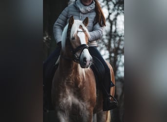 Haflinger / Avelignese, Giumenta, 5 Anni, 155 cm, Sauro