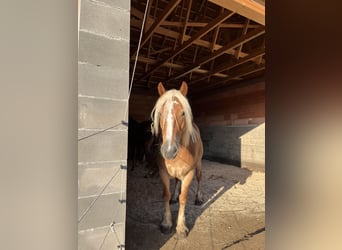 Haflinger / Avelignese Mix, Giumenta, 5 Anni, 160 cm, Baio chiaro