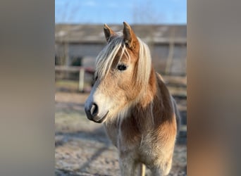Haflinger / Avelignese, Giumenta, 5 Anni, Sauro