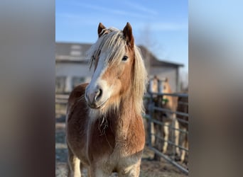 Haflinger / Avelignese, Giumenta, 5 Anni, Sauro