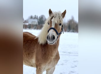 Haflinger / Avelignese, Giumenta, 5 Anni, Sauro