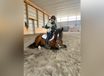 Haflinger / Avelignese, Giumenta, 6 Anni, 142 cm, Baio ciliegia
