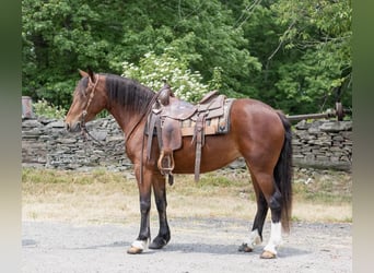 Haflinger / Avelignese, Giumenta, 6 Anni, 142 cm, Baio ciliegia