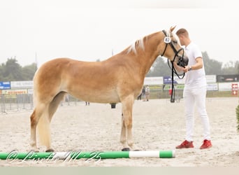 Haflinger / Avelignese, Giumenta, 6 Anni, 146 cm