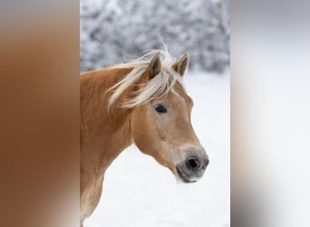Haflinger / Avelignese, Giumenta, 6 Anni, 147 cm