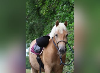 Haflinger / Avelignese, Giumenta, 6 Anni, 148 cm