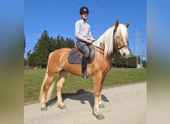 Haflinger / Avelignese, Giumenta, 6 Anni, 150 cm, Baio chiaro