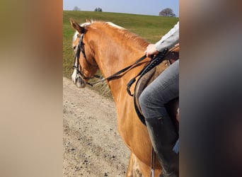 Haflinger / Avelignese, Giumenta, 6 Anni, 150 cm, Baio chiaro