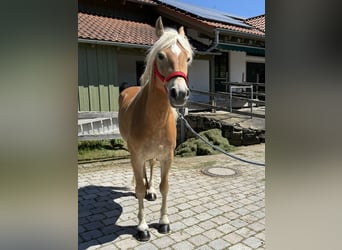 Haflinger / Avelignese, Giumenta, 6 Anni, 150 cm, Baio chiaro