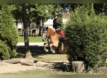 Haflinger / Avelignese, Giumenta, 6 Anni, 152 cm, Sauro
