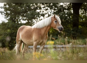 Haflinger / Avelignese, Giumenta, 6 Anni, 152 cm, Sauro