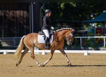 Haflinger / Avelignese, Giumenta, 6 Anni, 152 cm, Sauro