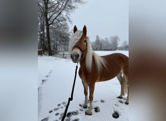 Haflinger / Avelignese, Giumenta, 6 Anni, 153 cm, Sauro