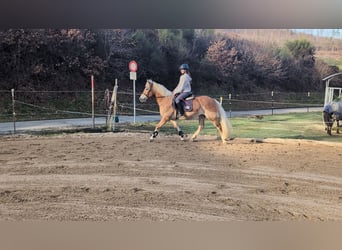 Haflinger / Avelignese, Giumenta, 6 Anni, 157 cm, Sauro ciliegia