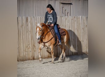 Haflinger / Avelignese, Giumenta, 7 Anni, 140 cm, Sauro scuro