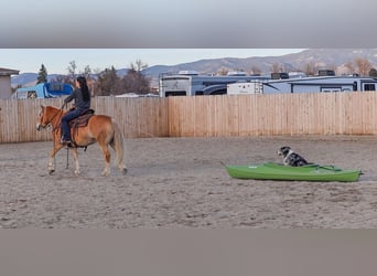 Haflinger / Avelignese, Giumenta, 7 Anni, 140 cm, Sauro scuro