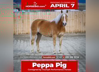 Haflinger / Avelignese, Giumenta, 7 Anni, 140 cm, Sauro scuro