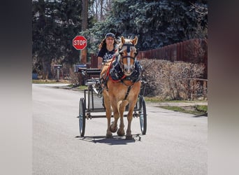 Haflinger / Avelignese, Giumenta, 7 Anni, 140 cm, Sauro scuro