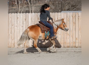 Haflinger / Avelignese, Giumenta, 7 Anni, 140 cm, Sauro scuro