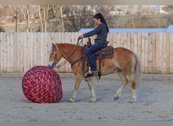 Haflinger / Avelignese, Giumenta, 7 Anni, 140 cm, Sauro scuro