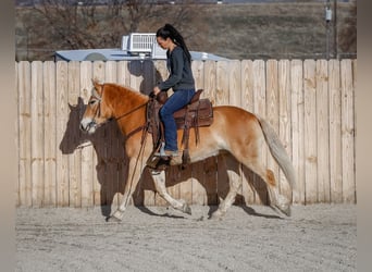 Haflinger / Avelignese, Giumenta, 7 Anni, 140 cm, Sauro scuro