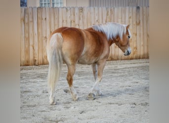 Haflinger / Avelignese, Giumenta, 7 Anni, 140 cm, Sauro scuro