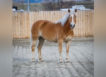 Haflinger / Avelignese, Giumenta, 7 Anni, 140 cm, Sauro scuro